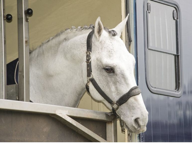 Horse Trailer Hauling, horse transport, transporting horses, special needs horses, trailering horses, trailering difficult horse, loading a difficult horse