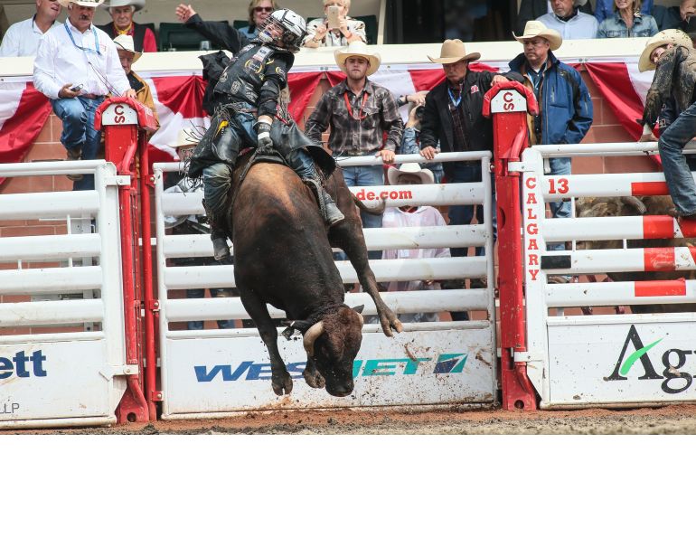calgary stampede equine events, rodeo calgary stampede, bull riding calgary stampede research anderson-chisholm animal care and welfare, faculty of veterinary medicine university of calgary dr ed pajor