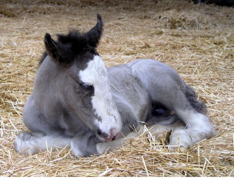 type of horse bedding, stall bedding, wood shavings horse barn, straw bedding equine, peat moss horse bedding