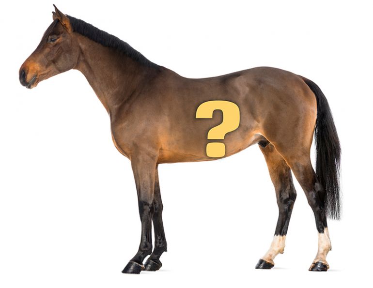 University Saskatchewan, U of S, equine imaging technology, Dr. Julia Montgomery, equine small intestine, equine capsule endoscopy, horse capsule endoscopy, equine camera pill, equine research, horse care University Saskatchewan, U of S, equine imaging technology, Dr. Julia Montgomery, equine small intestine, equine capsule endoscopy, horse capsule endoscopy, equine camera pill, equine research, horse care