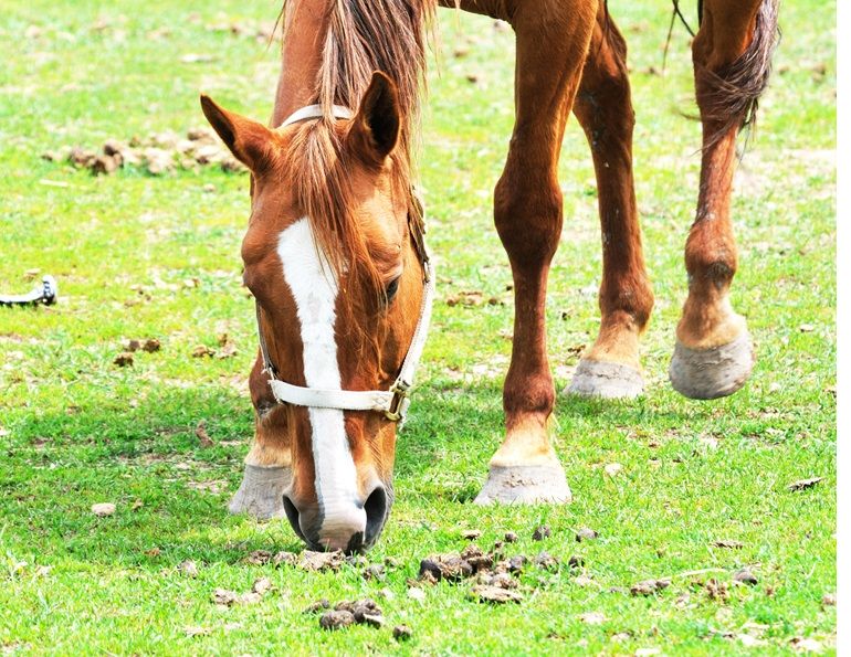 Equine Guelph, equine manure, horse manure, horse deworm, horse parasite, horse worm, equine worm, equine parasite, fecal egg count, horse fecal, equine fecal, Canadian Horse Journal, horse Canada, horse sport, horsemanship, Western horse, English horse
