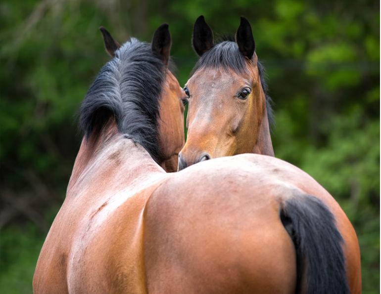 Equine Cloning, horse cloning, is cloning safe?, cloned equine embryo, Dr. Katrin Hinrichs, professor Patsy Link, College of Veterinary Medicine & Biomedical Sciences, embryo care, Cryozootech colt Gemini, Margaret Evans, genetic horse cloning defects, Blake Russell horse cloning, Pure Tailor Fit horse cloning