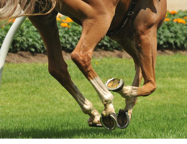 equine Hoof Care horse Dr. Wendy Pearson, feeding healthy hooves, biotin equine hooves equine Hoof Care horse Dr. Wendy Pearson, feeding healthy hooves, biotin equine hooves