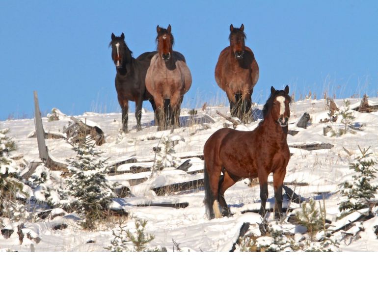 Canada’s Wild Horse Herd, sable island horses, 150 years canada horses, ancient horse in canada, equus lambei, sable island national park reserve, horses in chilcotin's brittany triangle