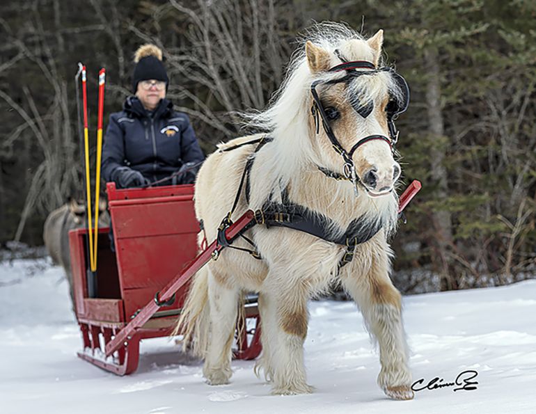 Miniature horse characteristics, multi-discipline miniature horses, Miniature horses in the winter, Miniature horse does it all, can Miniature horses do dressage, people pleasing Miniature horses