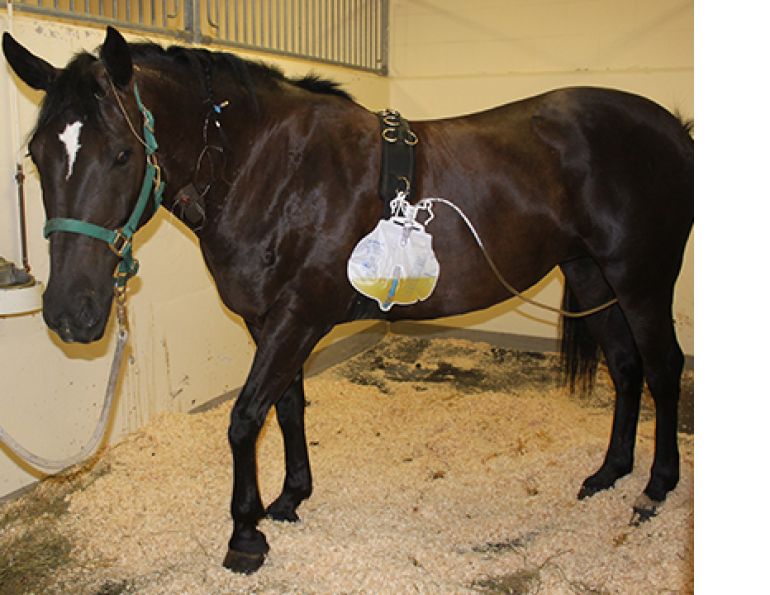 equine canada sanctioned drugs, ec drugs, western college of veterinary medicine, wcvm, nsaid horse, previcox, equioxx