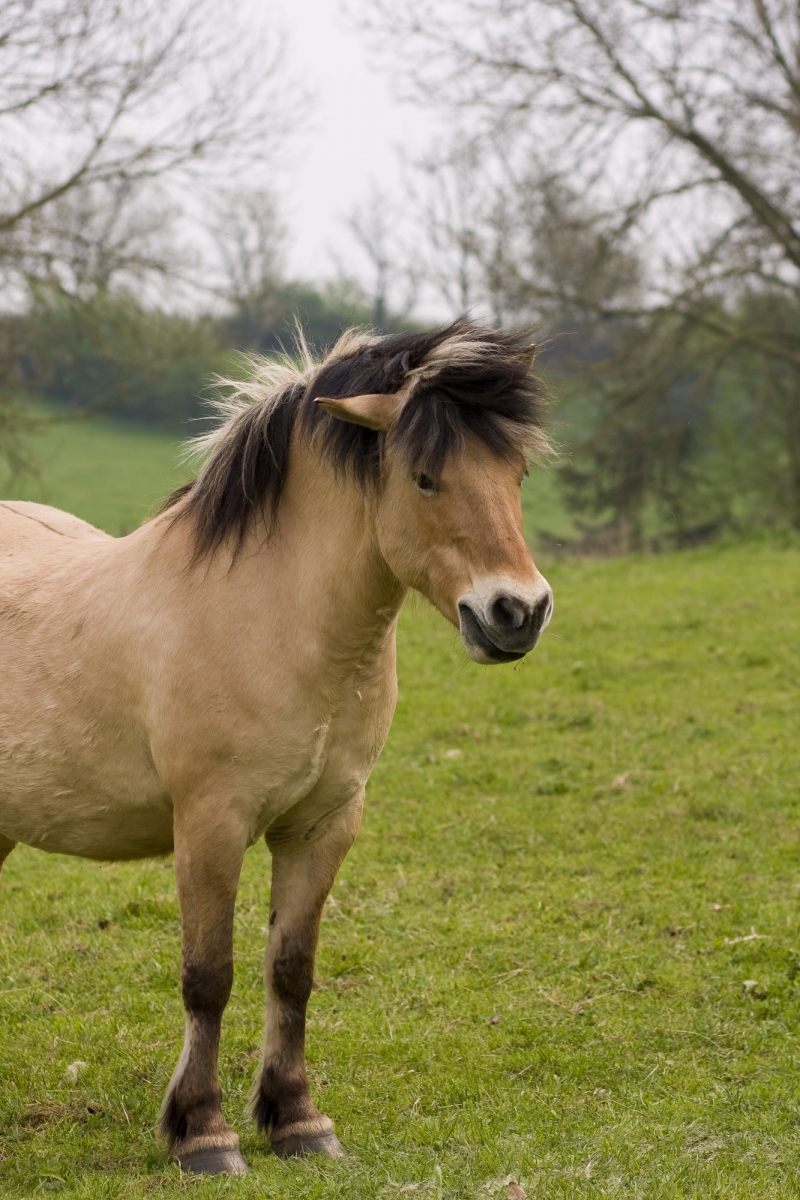 horse feet, horse legs, horse foot balance, horse lameness, balanced horse foot horse feet, horse legs, horse foot balance, horse lameness, balanced horse foot