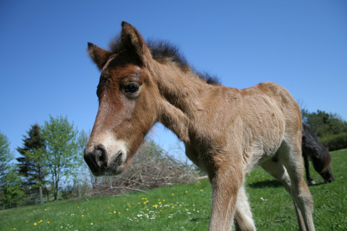 horse trail riding tips, young trail riding horse
