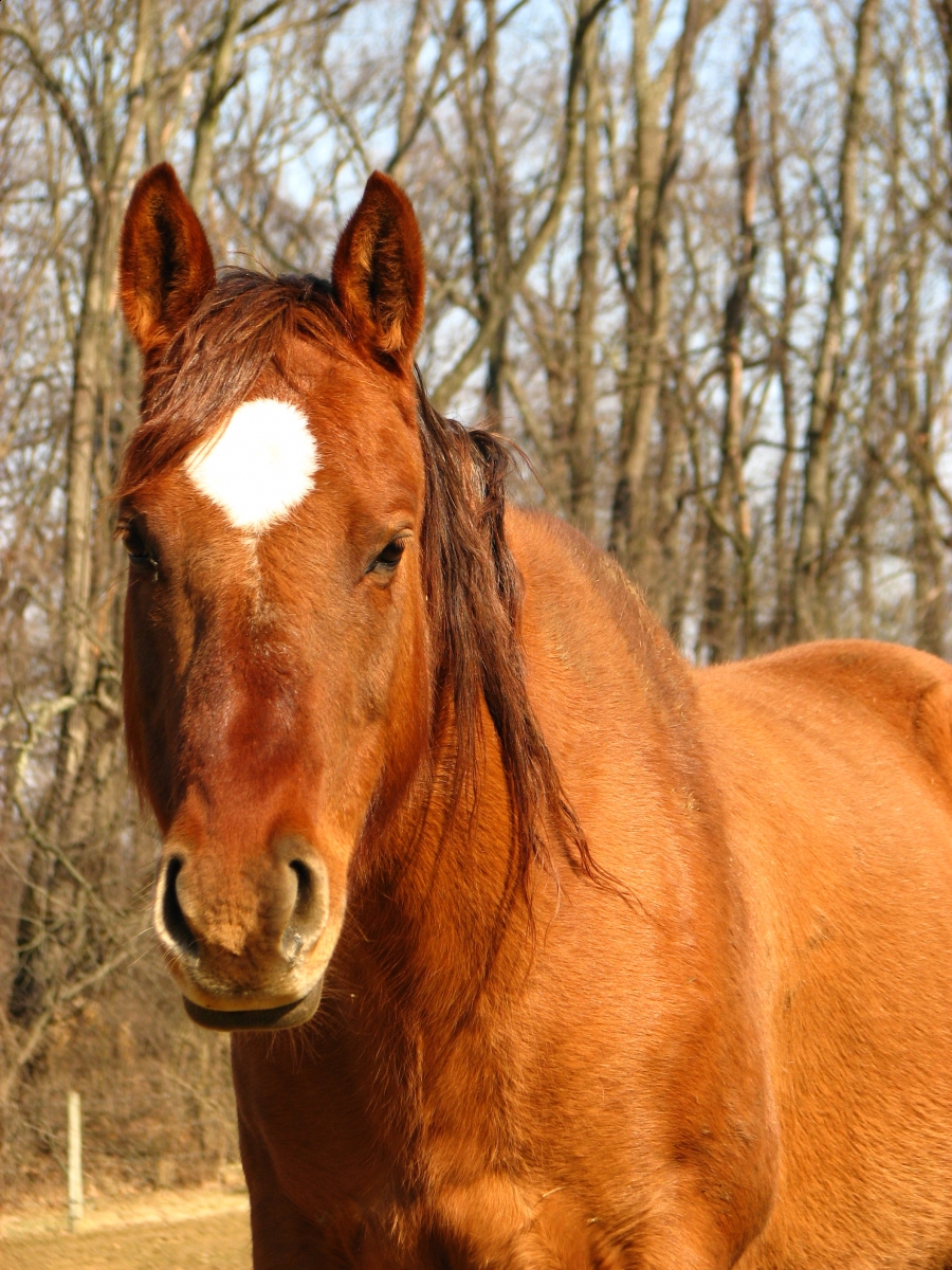 Stan Walchuk Jr, Equine Preparation trail riding, horse trail riding, Saddle Bag Trail Gear