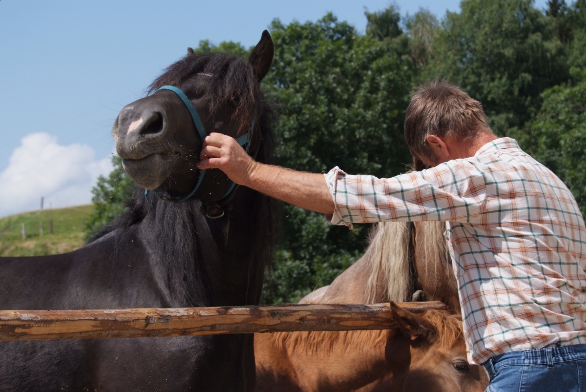 Disciplining the Trail Horse, horse Herd Mechanics, controlling Trail Horse