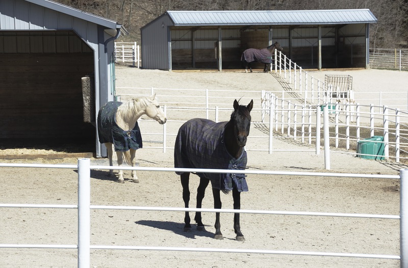 Horse Run-In Shed equine, horse shelter equine, horse property drainage