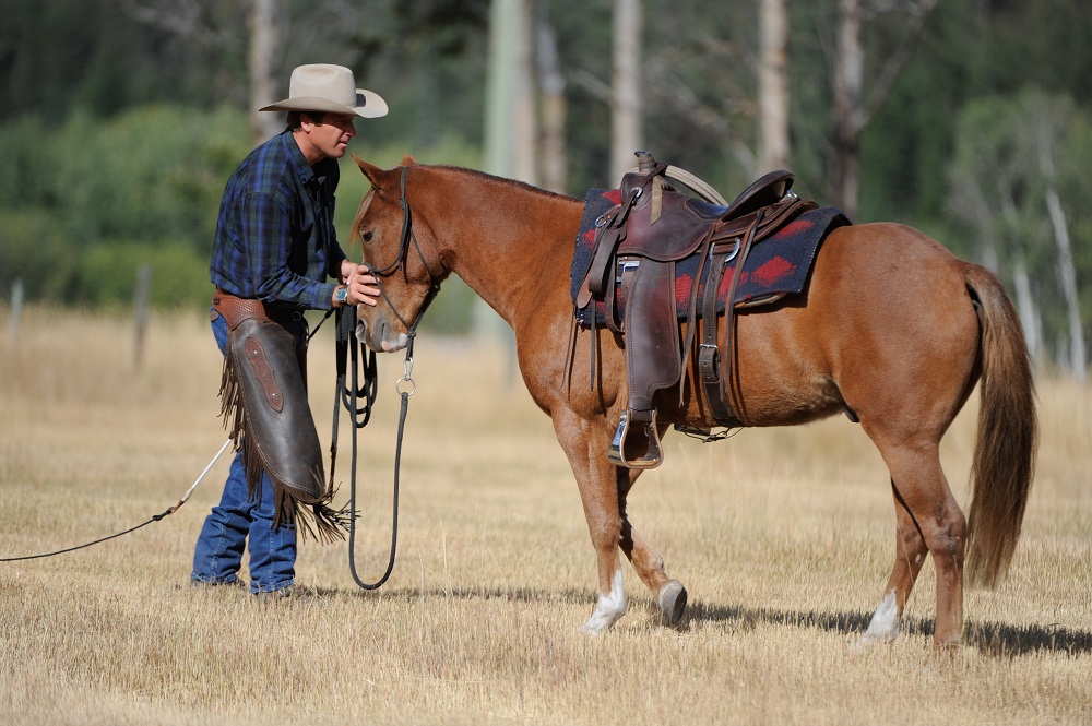 rescue horse Noel was rescued by BC SPCA, noel christmas pony jonathan field, rescue horses