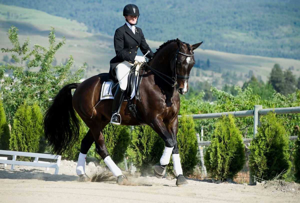 Canadian Warmblood Horse Breed, canadian warmblood equine, canadian warmblood horse, Equus Caballus Mosbachensi, canadian warmblood stallion approval, canadian warmblood stallion inspections
