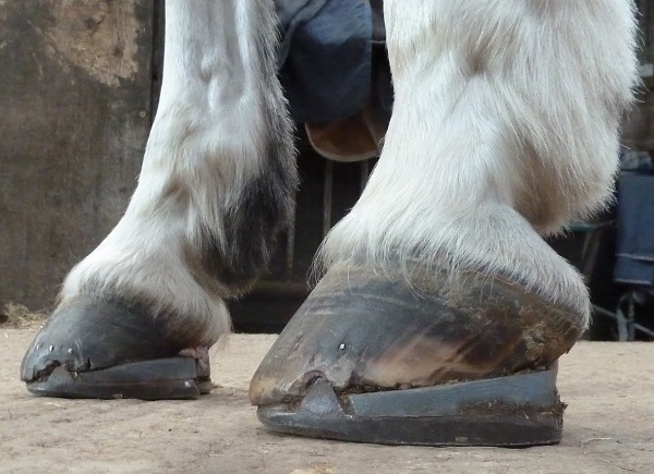 equine navicular, horse navicular, navicular syndrome horse, horse hooves, navicular disease horses, horse lameness equine navicular, horse navicular, navicular syndrome horse, horse hooves, navicular disease horses, horse lameness